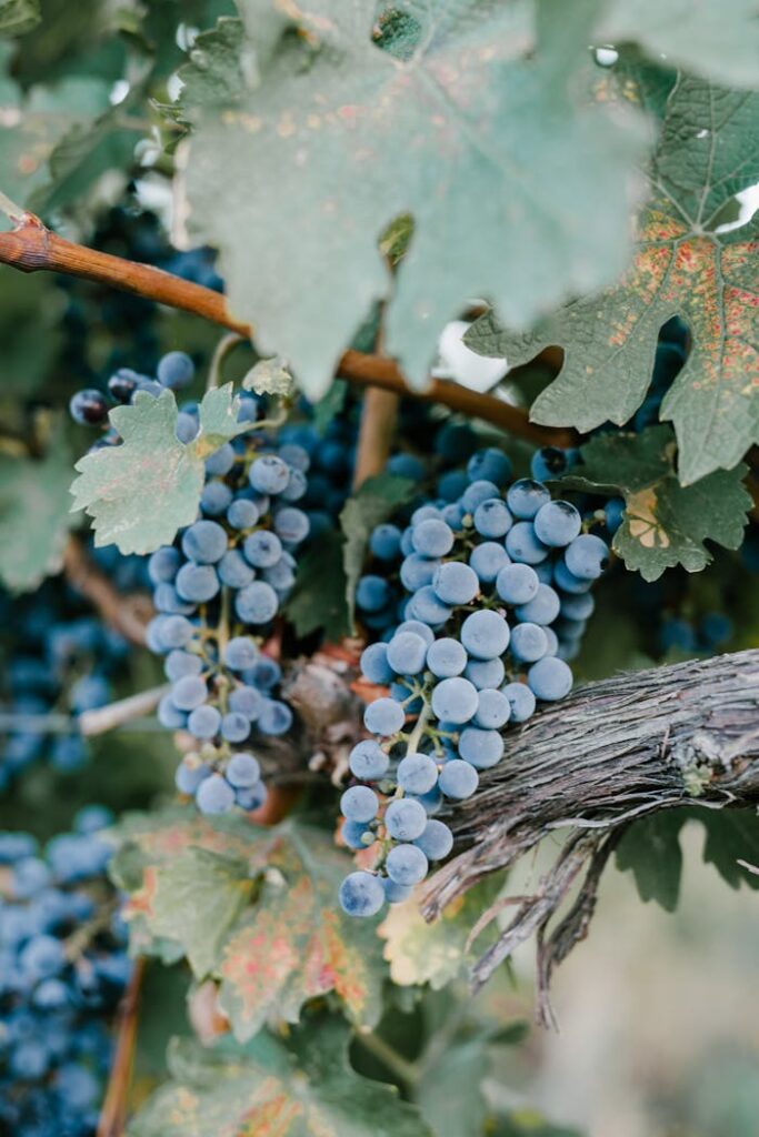 Ripe blue grapes bunches hanging on tree with lush green foliage in vineyard for winemaking