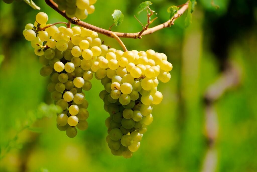 Green Grapes on Brown Stem